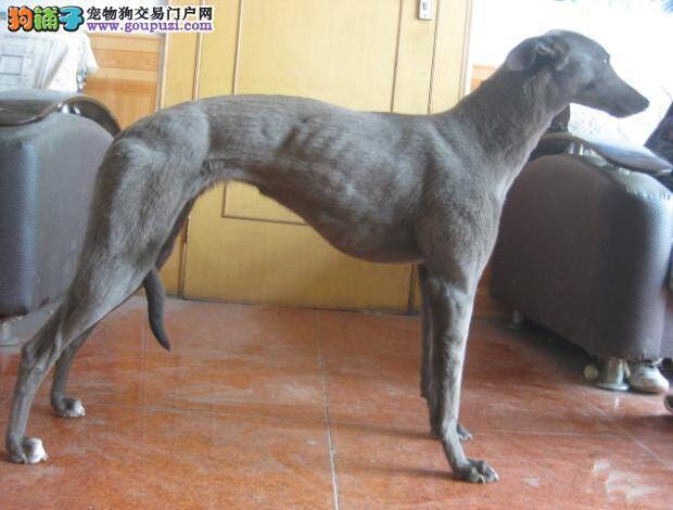 格力犬又吐又拉，好几天不吃饭怎么办