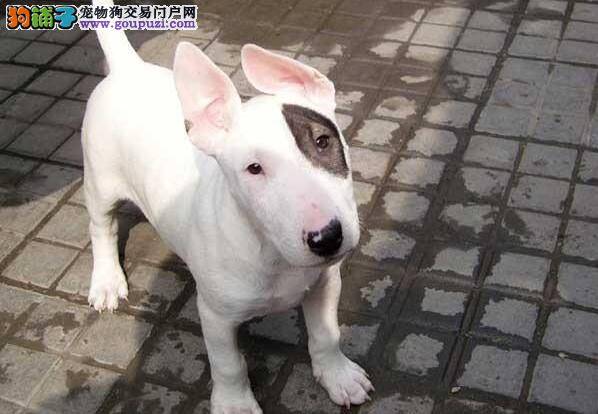 牛头梗这几天总是打喷嚏是出了什么问题