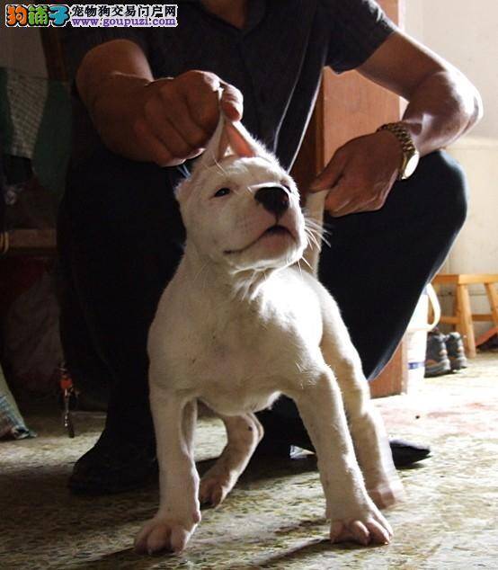 杜高犬吃东西的时候流眼泪是什么情况