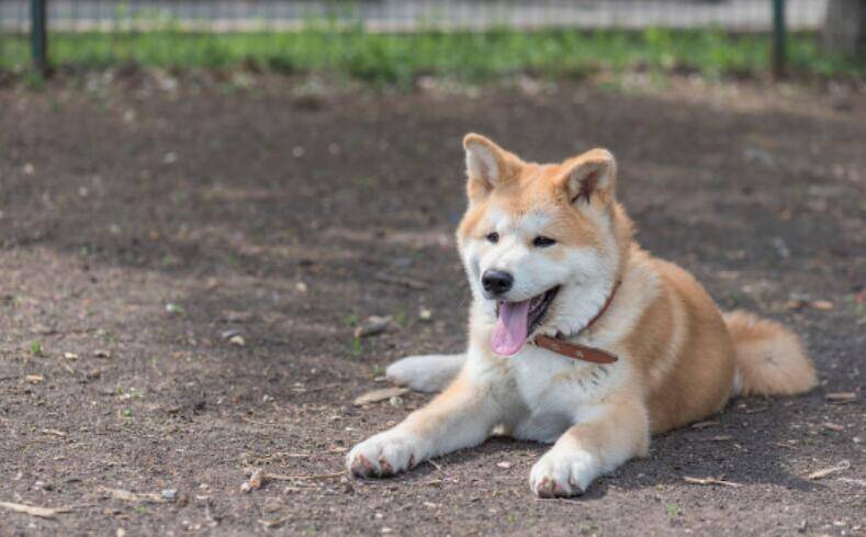 小女孩背着柴犬去学校，路上的人都被吸引了