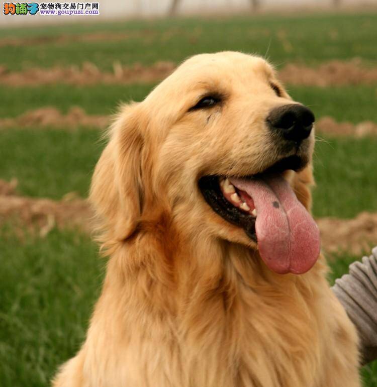 如何应对金毛犬乱咬的习惯