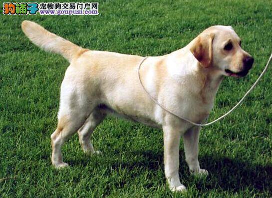 炎热夏季不担心 巧给拉布拉多犬换夏装