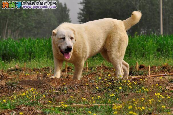 详细叙述中亚牧羊犬的身体部位特征