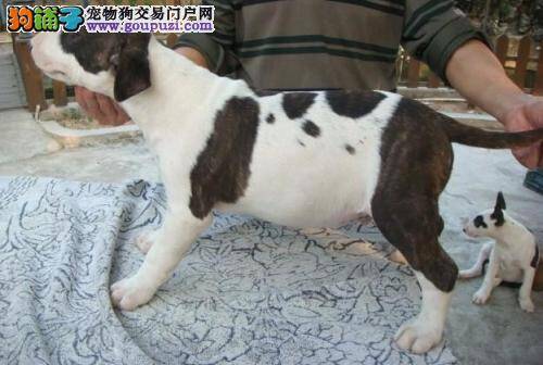 三个月的牛头梗有点便秘应怎么办