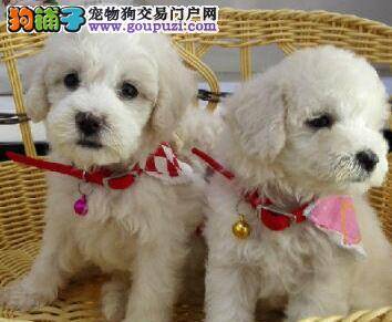 选购贵宾犬需要掌握的几点常识