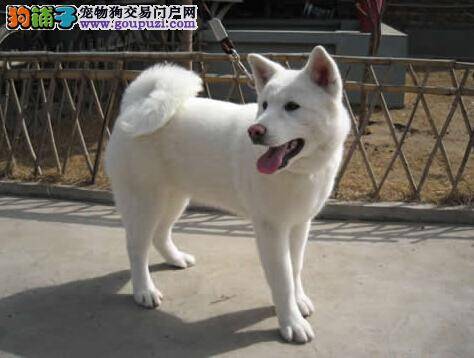饲养秋田犬主人们最容易遇见哪些误区