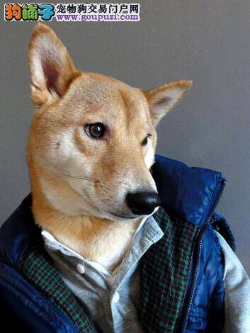 耳部也需要美容？说说给柴犬的耳朵做美容的方法
