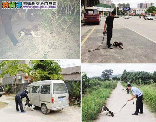 警犬生活条件待遇好 变身成为高富帅