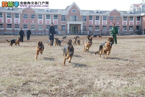 14条受集训的德国牧羊犬欲参加全国警犬大赛