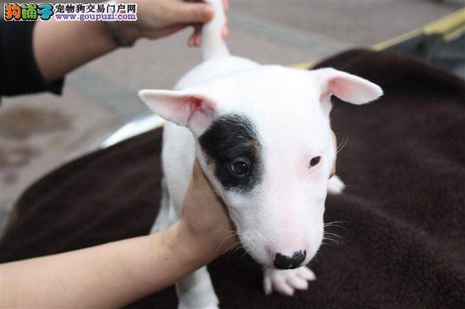 三个多月的牛头梗每餐吃多少狗粮合适