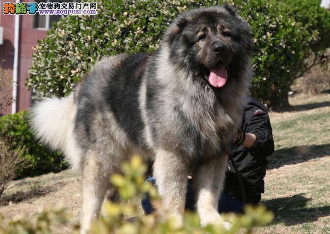 带高加索犬游泳要注意的十项安全重点