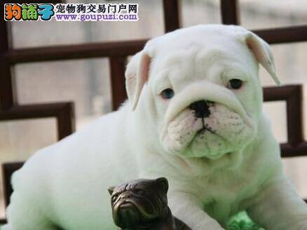 狗无完狗 如何面对斗牛犬的缺点