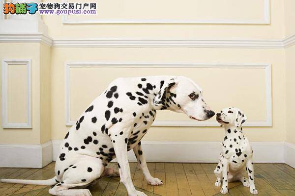 斑点狗单纯的拉肚子该怎么办
