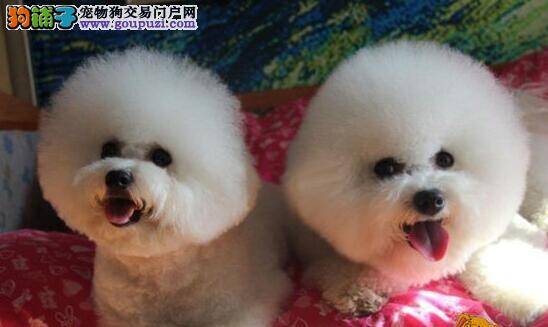 比熊犬尿黄，眼屎很多应如何医治