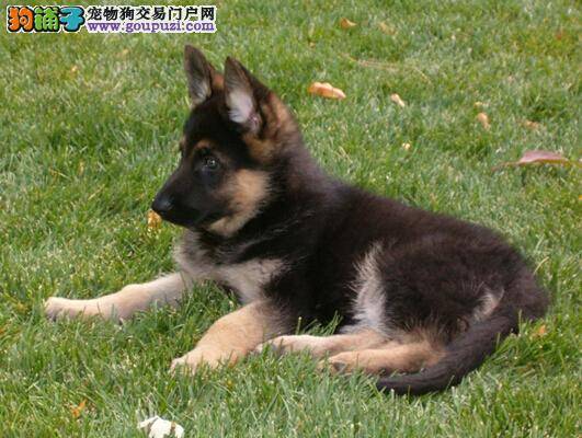 美容小提示 给德国牧羊犬美容要注意哪些方法