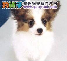 饲养方案如何照顾出健康的蝴蝶犬