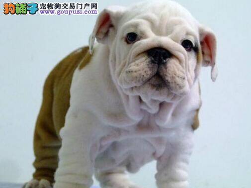 请问斗牛犬可以吃蛋黄吗 求解答