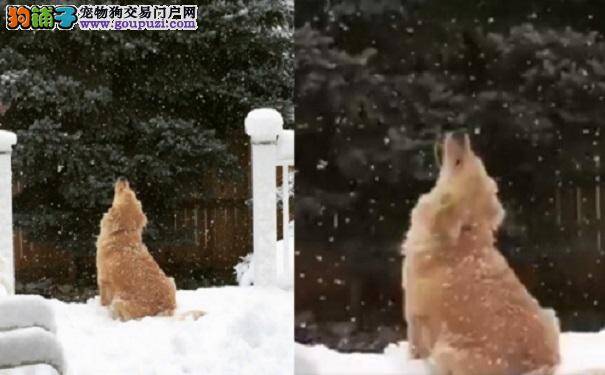 狗生的第一场雪！呆萌金毛张大嘴巴吃雪花