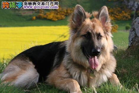 饲养手册 德国牧羊犬配种前需知哪些要点