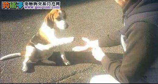 爱犬散步时失踪狗主收吊颈撕票相