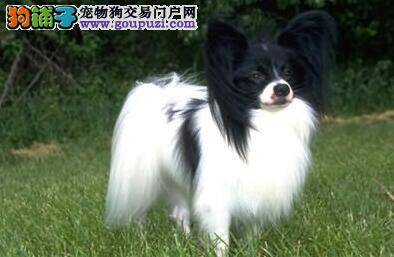 购买优秀的蝴蝶犬主人应根据哪些方法