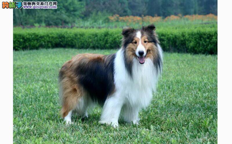 喜乐蒂犬又吐又拉 找到原因对症治疗