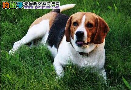 我家比格犬气喘咳嗽是怎么回事