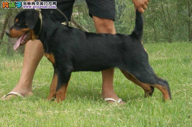 五个月的罗威纳犬最近总拉血是什么问题