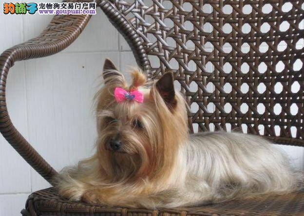 约克夏饭后突然吐了，没事吧