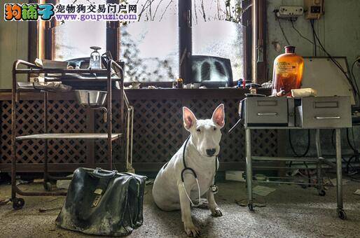 专业摄影师拍摄狗狗在废墟中照片令人赞叹