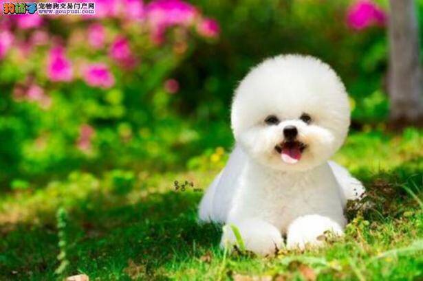 比熊犬的被毛那么白，如何才让它一直保持