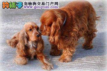 选择可卡犬必须要看的十一个外貌特征