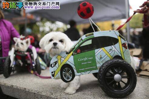 6只搜救犬自青海省来到西宁参加搜救技术比赛