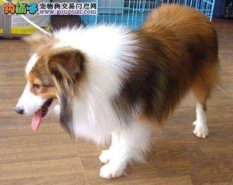 苏格兰牧羊犬尿尿一滴一滴的是怎么回事