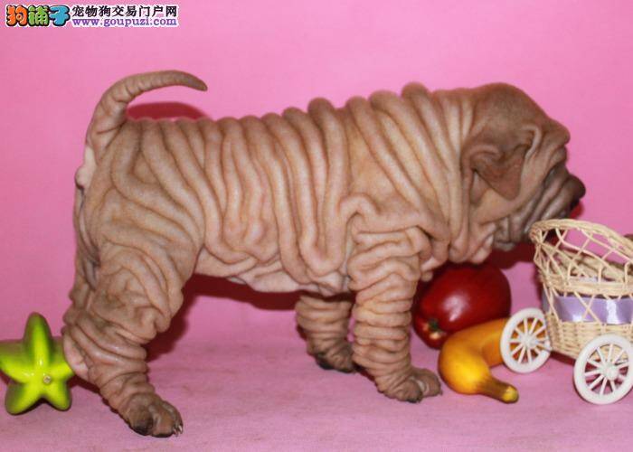 沙皮狗吃驱虫药后吐了好几次正常吗