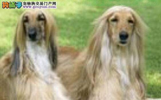 饮食宜忌 哪六大食物是阿富汗猎犬不能吃的