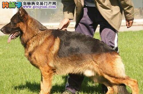 介绍两种德国牧羊犬日常体毛健康护理的方法