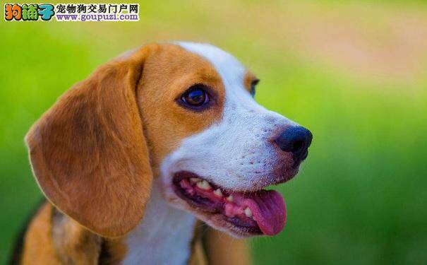 千万不要错过比格犬这些动作 代表比格犬有话要说