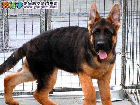 德国牧羊犬一切正常就是不吃不喝什么原因