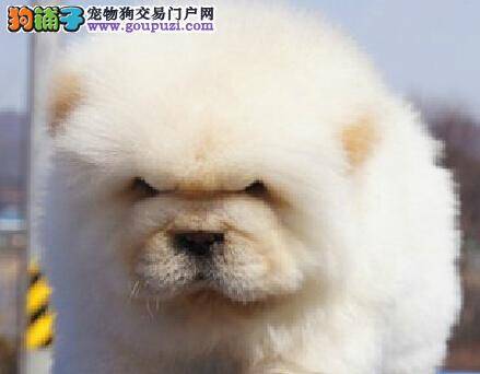 精挑细选 选购纯种健康松狮犬也可以很简单