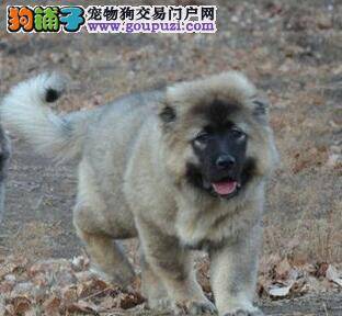 饲养高加索犬必备的三款新型骨头玩具