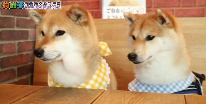 双胞胎狗狗你知道哪些呢怎么区别它们呢？