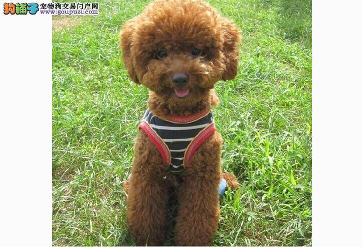 6个健康特征让你选购泰迪幼犬不烦恼