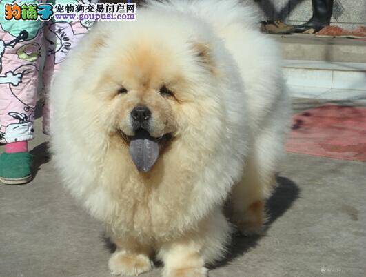 选购优秀松狮犬指南——从性格特点上分析