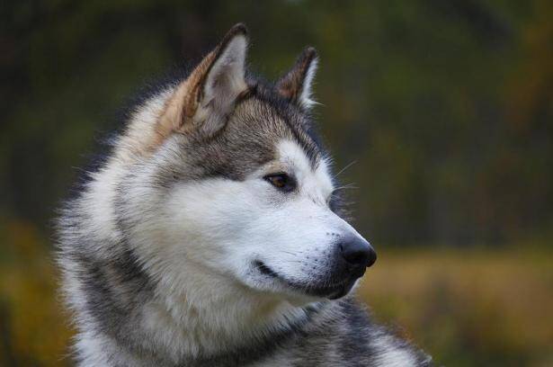 想要买到一只身体倍儿棒的阿拉斯加犬，你得这样挑