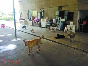 夫妻卖深圳2套房养百余流浪狗 每年花二三十万