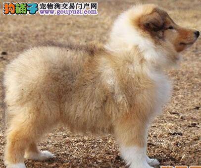 苏格兰牧羊犬身上很臭是什么原因