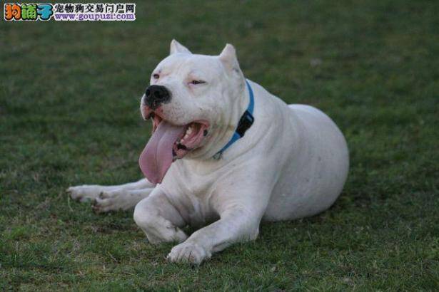 新宠主必看 怎么饲养好12-18个月的杜高犬