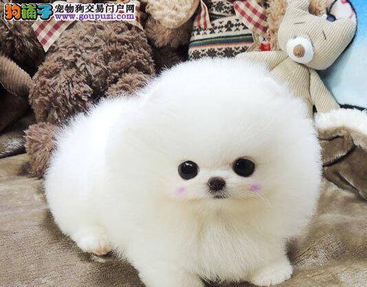 博美犬发烧了，用什么药可以降温