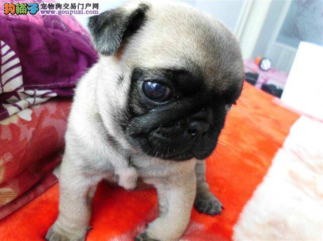 如何饲养45天的巴哥犬，求解答